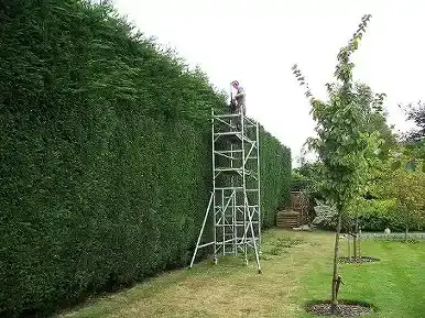 rightway landscapes tree care banstead 3 - Rightway Landscapes