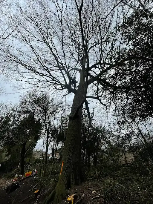 rightway landscapes tree surgeon banstead - Rightway Landscapes