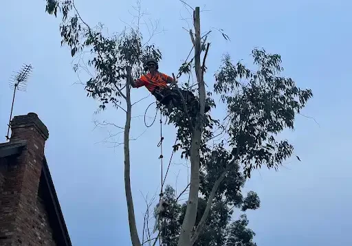 rightway-landscapes-tree-care-banstead