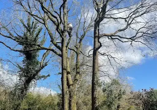 rightway-landscapes-tree-surgery-banstead