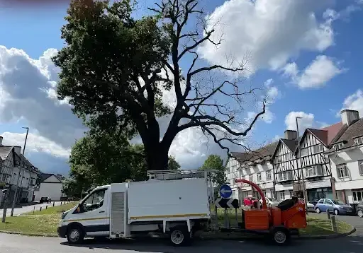rightway-landscapes-tree-surgery-coulsdon-5